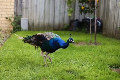 Bird on grassy field