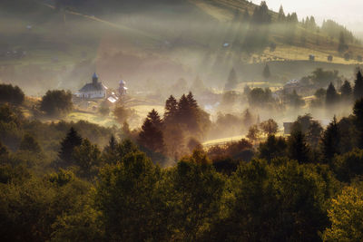 Scenic view of trees on sunny day