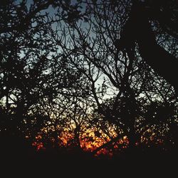 Low angle view of trees against sky