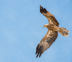 Low angle view of eagle flying in sky