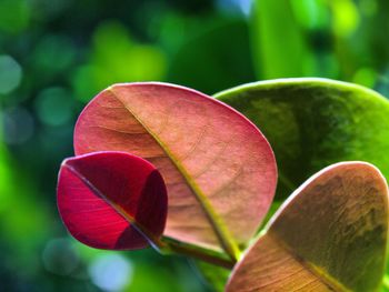 Close-up of red flowering plant