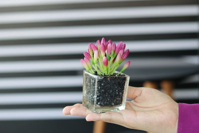 Close-up of woman hand holding potted flower plant
