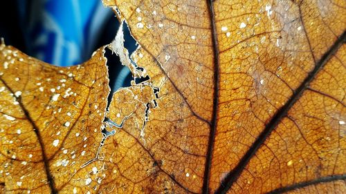 Close-up of maple leaf against sky