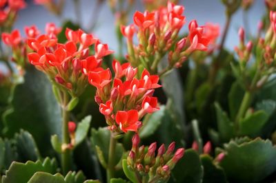 Close-up of red flowers in park