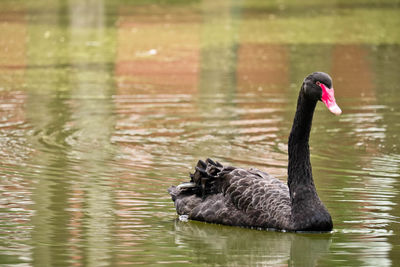 Black swan swimming in lake