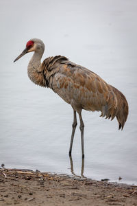 Side view of a bird on beach