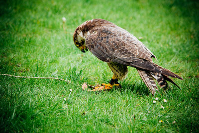 Close-up of falcon on grassy field