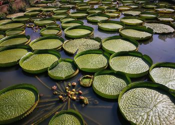 High angle view of water lily in lake