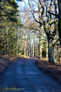 Road amidst trees in forest