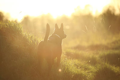 View of dog on field against sky