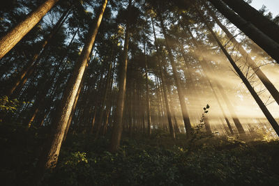 Low angle view of sunlight streaming through trees in forest