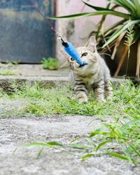 Cat sitting in a field