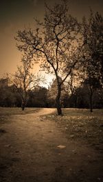 Bare trees on field