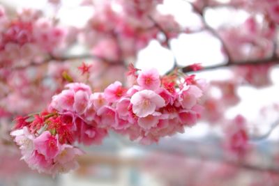 Close-up of pink cherry blossom