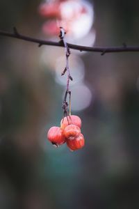 Close-up of red berries on plant