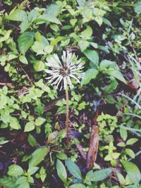 Plant growing on a tree