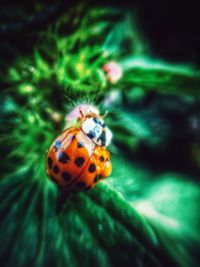 Close-up of ladybug on leaf