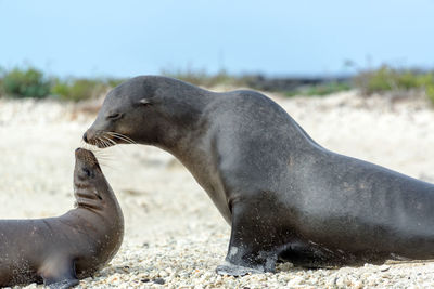 Sea lions at beach