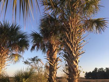 Low angle view of palm trees against blue sky