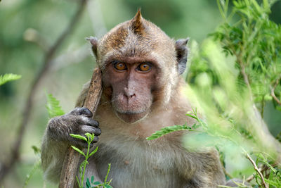 Portrait of monkey on plant