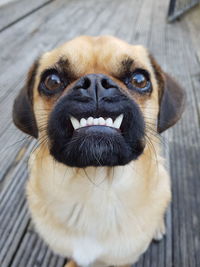 Close-up portrait of a dog