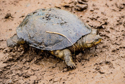 Close-up of tortoise on sand