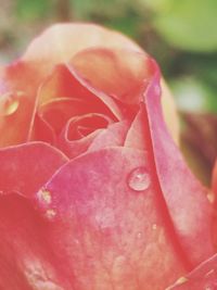 Close-up of wet pink rose