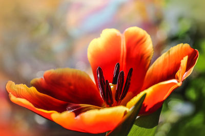 Close-up of orange flower