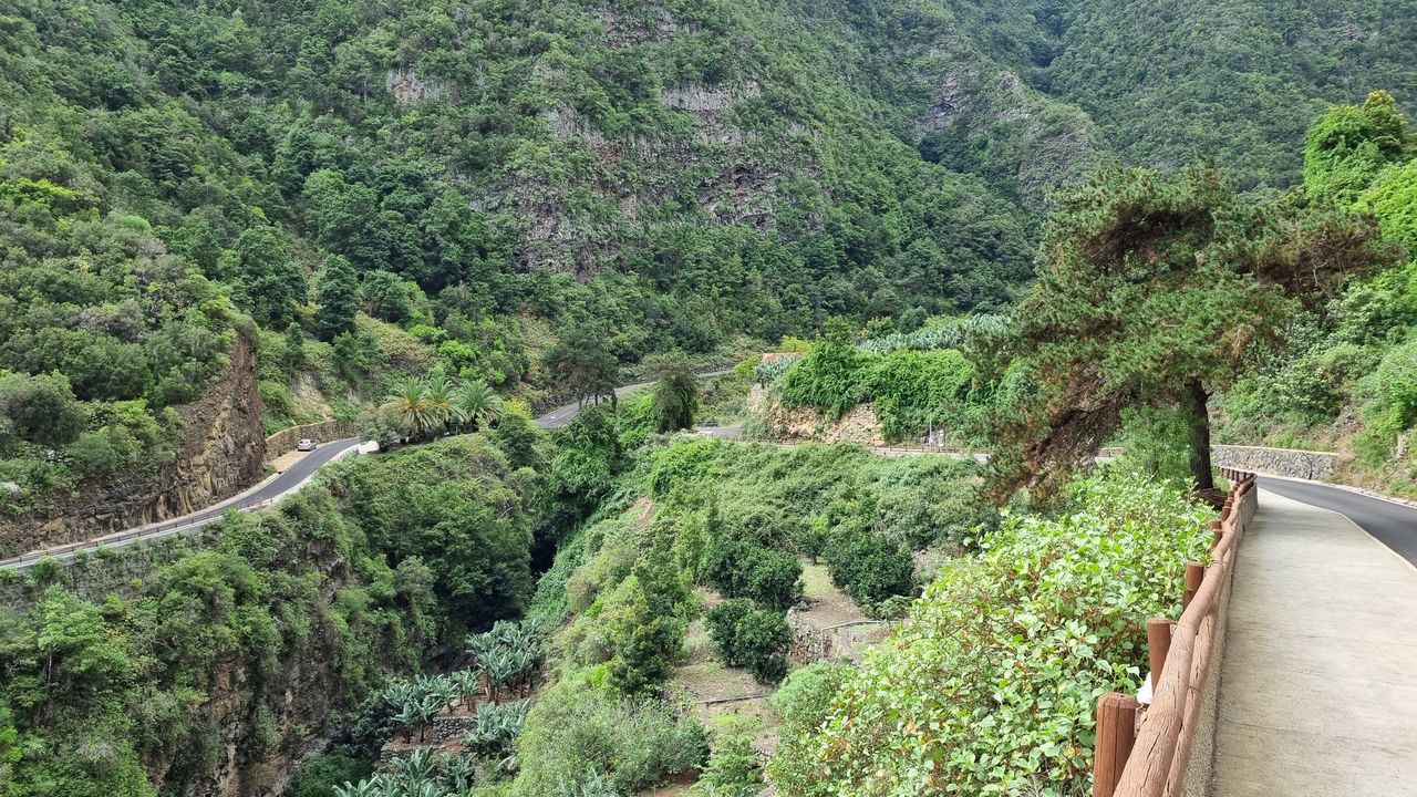 plant, tree, growth, green, beauty in nature, tranquility, scenics - nature, nature, day, high angle view, tranquil scene, no people, land, foliage, lush foliage, road, transportation, rainforest, non-urban scene, valley, landscape, forest, mountain, outdoors, the way forward, environment, idyllic, mountain pass, vegetation, remote