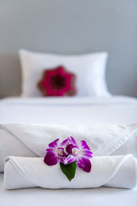 Close-up of pink flower on floor