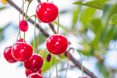 Close-up of red berries growing on tree