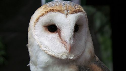 Close-up portrait of white owl