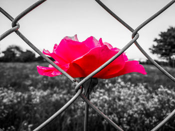 Close-up of pink flower blooming against sky