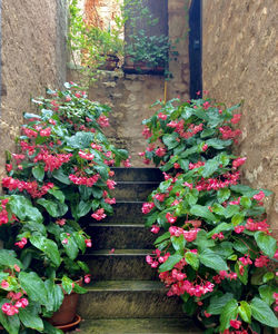 Potted plants against wall