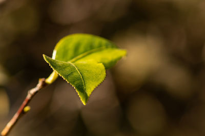 Close-up of plant leaves