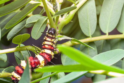 Close-up of insect on plant