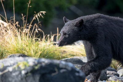 Close-up of black bear on field