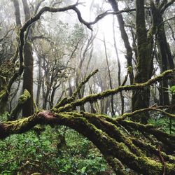 Trees in forest