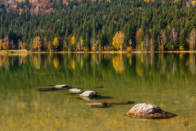 Scenic view of lake in forest