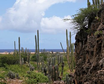 Cactus plants growing on land against sky