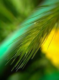 Close-up of wet pine tree