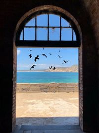 Seagulls flying over beach
