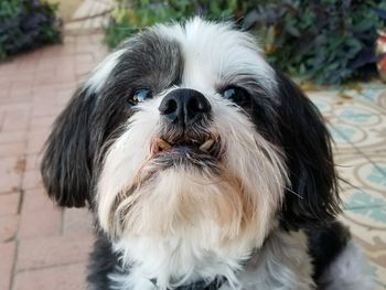 Close-up portrait of dog