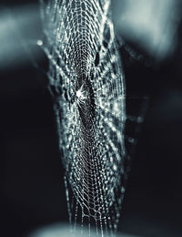 Close-up of spider on web