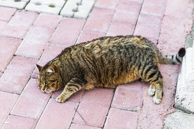 High angle view of a cat resting on tiled floor