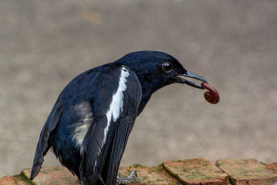 Close-up of a bird