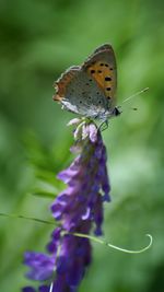 Close-up of butterfly on purple flower