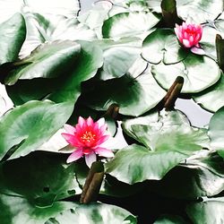 Close-up of pink lotus water lily