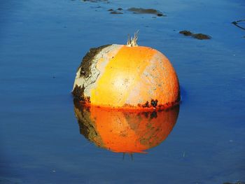 High angle view of orange slice in sea