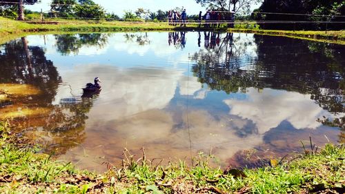 Reflection of trees in lake